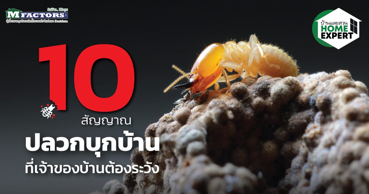 10 สัญญาณปลวกบุกบ้าน ที่เจ้าของบ้านต้องระวัง