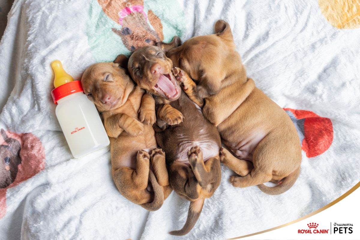นมทดแทนสำหรับลูกสุนัข, โรยัล คานิน,
