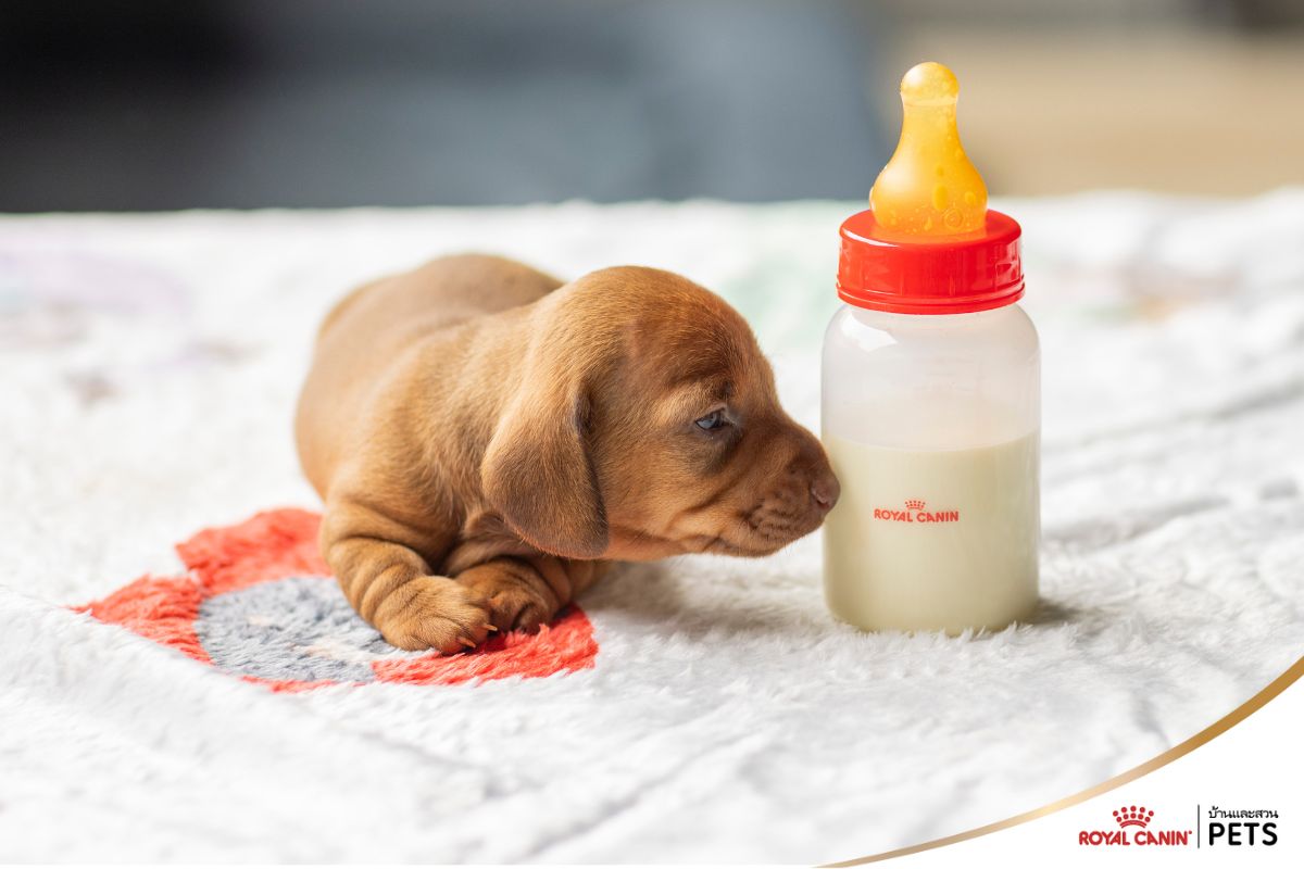 นมทดแทนสำหรับลูกสุนัข, โรยัล คานิน,
