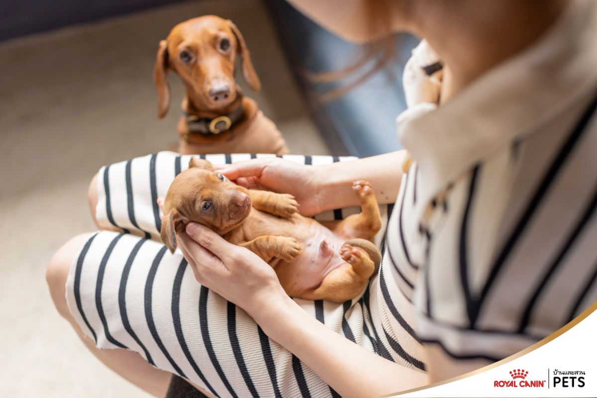 นมทดแทนสำหรับลูกสุนัข, โรยัล คานิน,